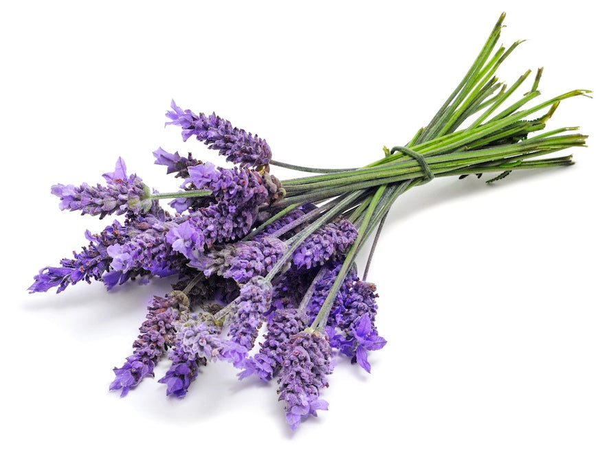 Lavender essential oil 10ml - i-Spa 