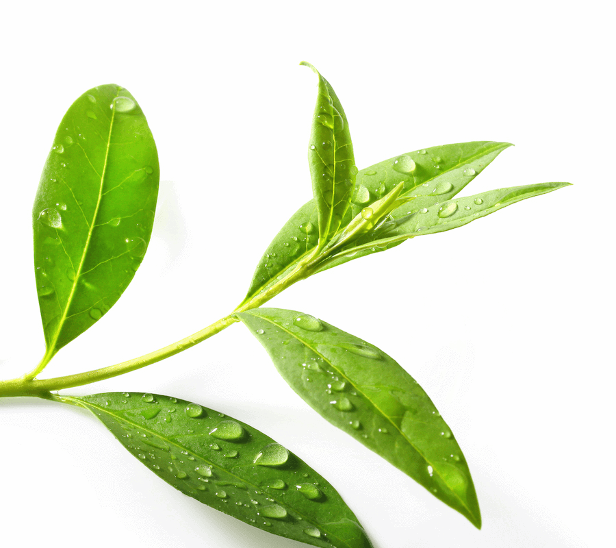 Tea tree essential oil 10ml - i-Spa 
